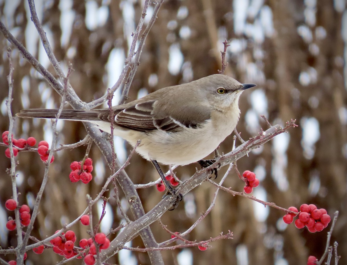 Northern Mockingbird - ML613927030