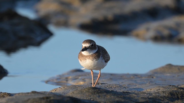 Wilson's Plover - ML613927050