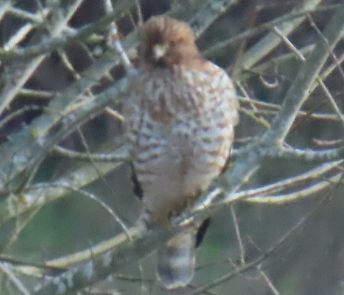 Red-shouldered Hawk - ML613927051