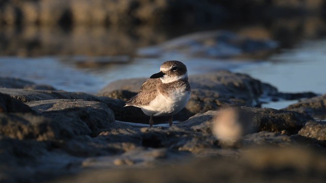 Wilson's Plover - ML613927063