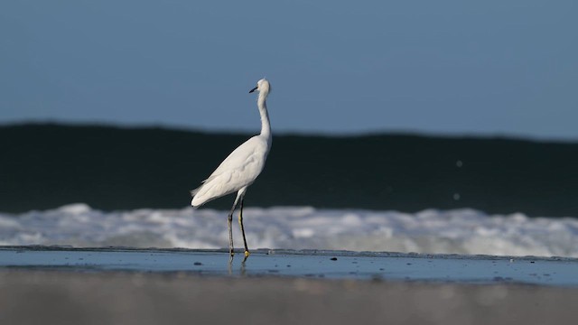 Snowy Egret - ML613927073