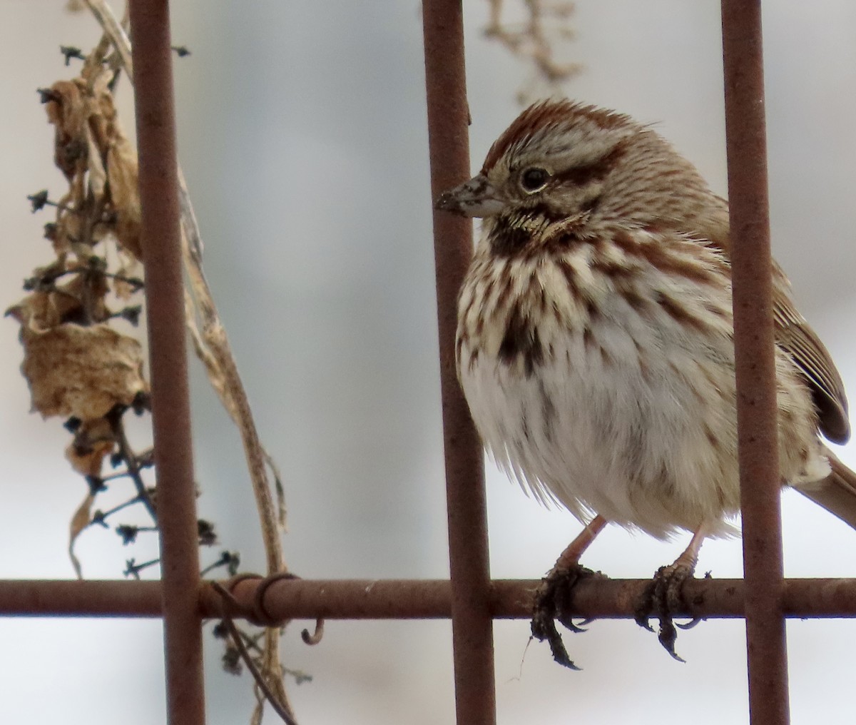 Song Sparrow - ML613927114