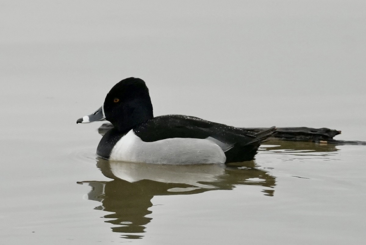 Ring-necked Duck - ML613927169