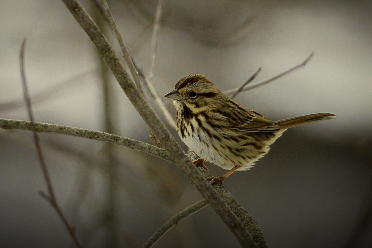 Song Sparrow - Donald Weidemann