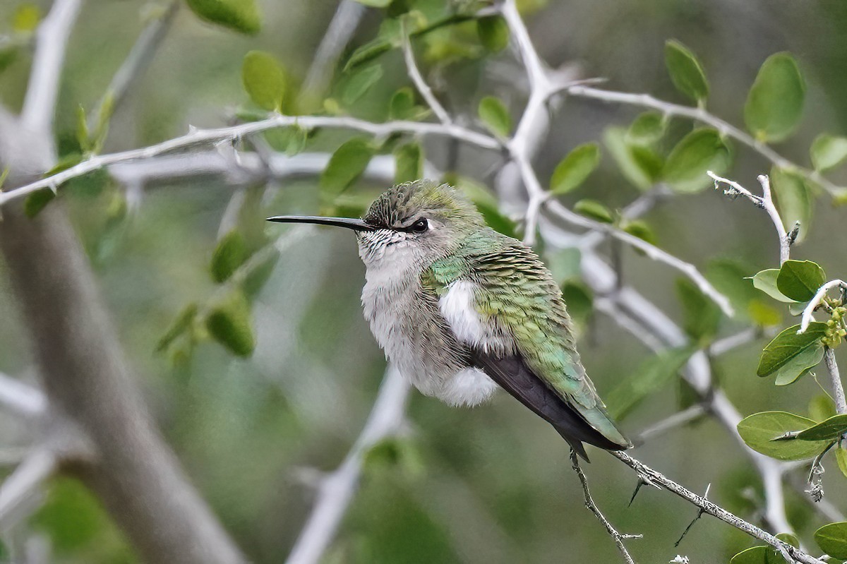Costa's Hummingbird - ML613927203