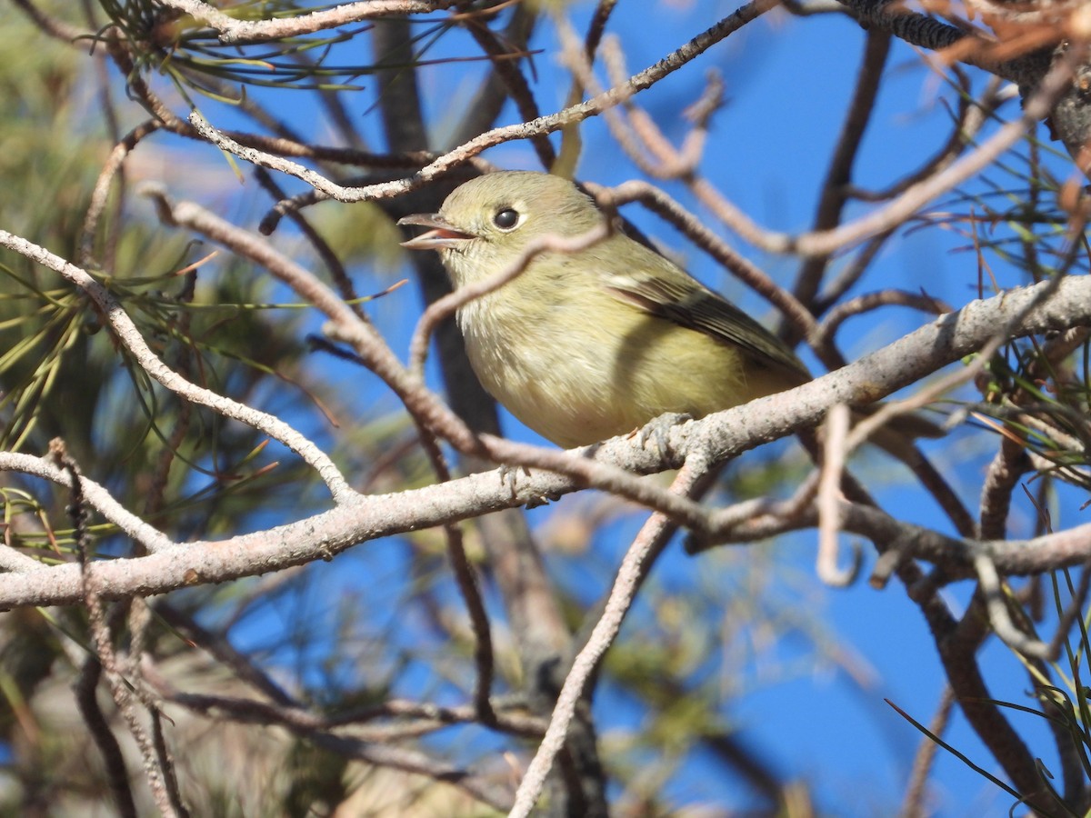 Vireo de Hutton - ML613927224