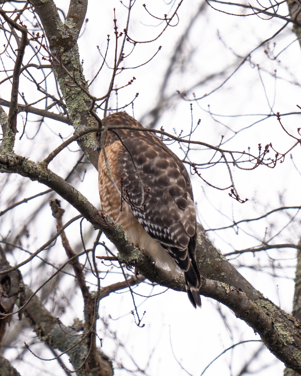 Red-shouldered Hawk - ML613927241