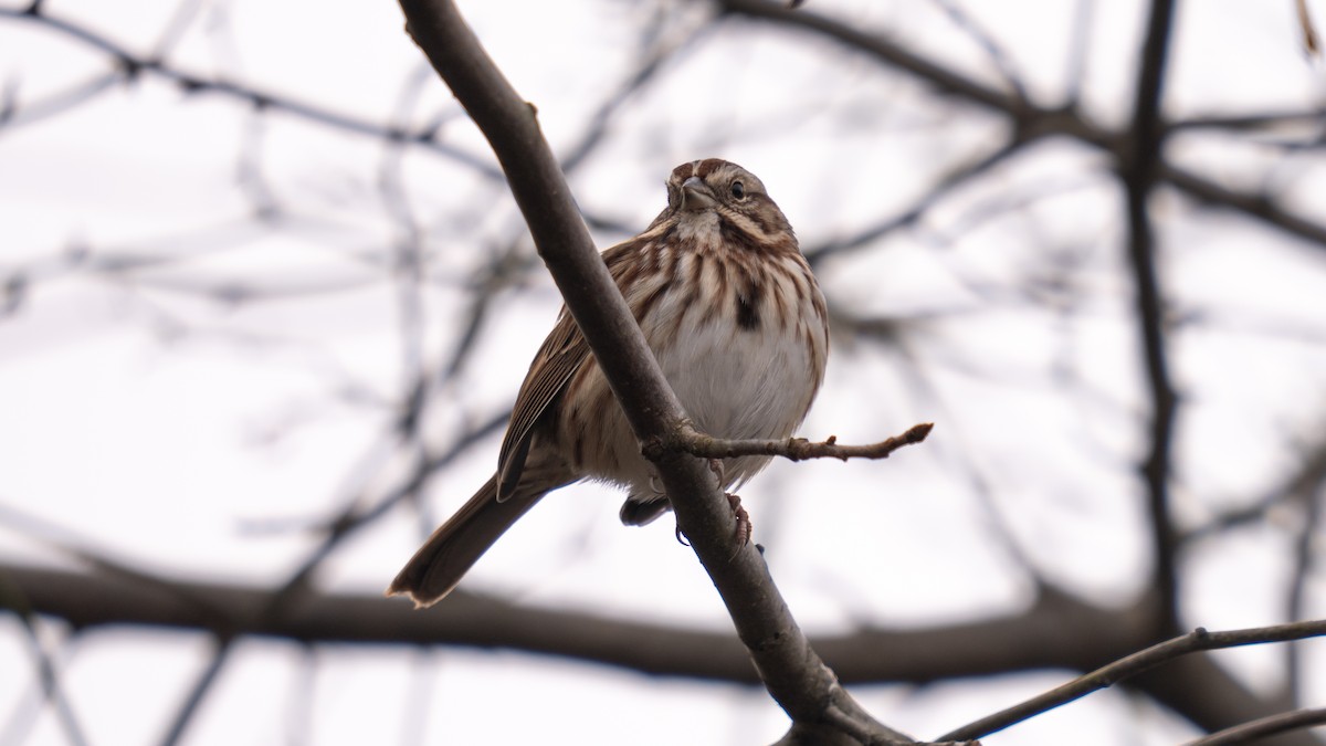 Song Sparrow - ML613927242