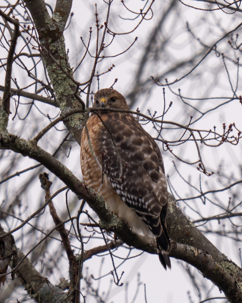 Red-shouldered Hawk - ML613927243