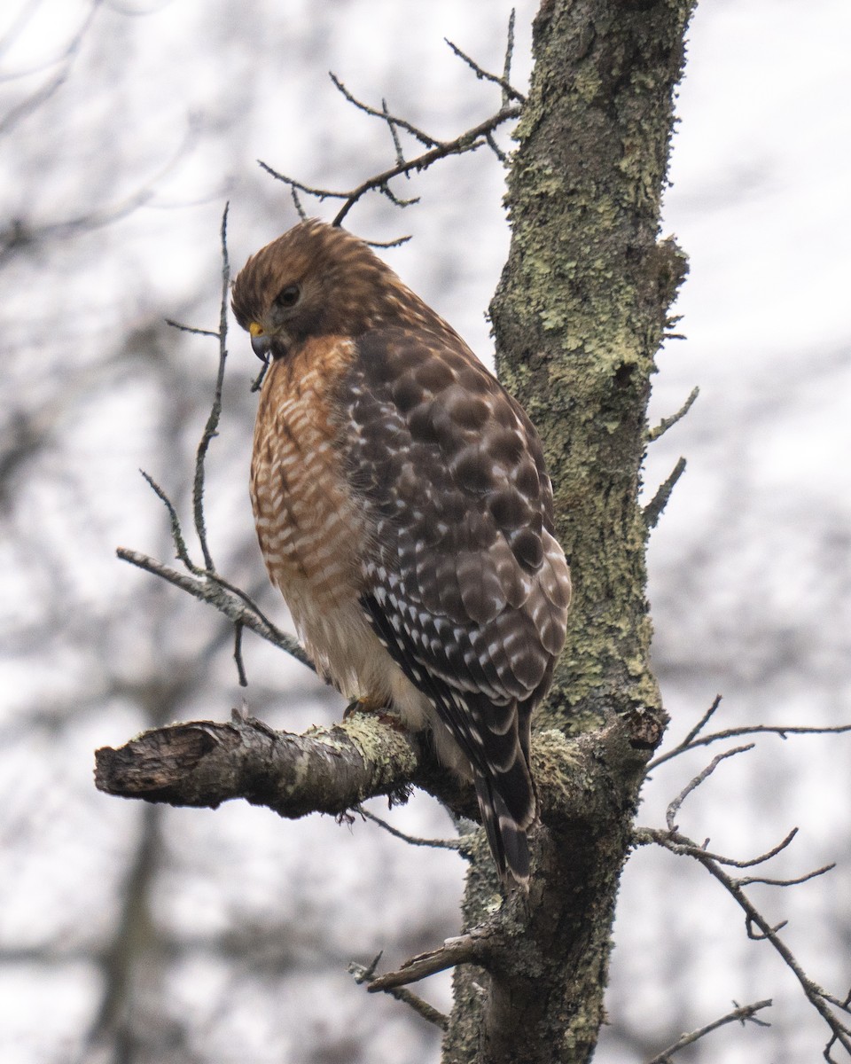 Red-shouldered Hawk - ML613927245