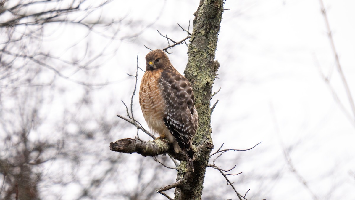 Red-shouldered Hawk - ML613927246