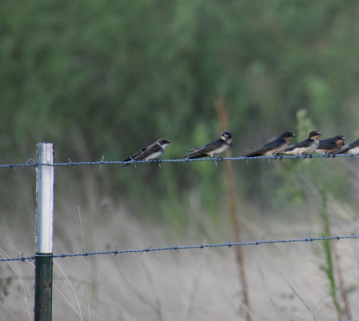 Bank Swallow - ML613927289