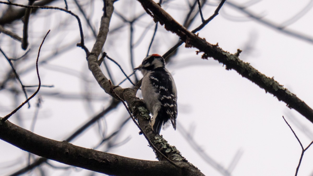 Downy Woodpecker (Eastern) - ML613927294