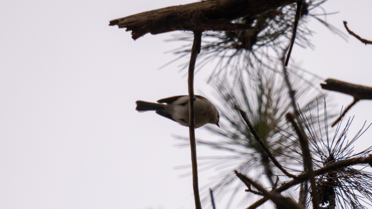 White-breasted Nuthatch (Eastern) - ML613927295