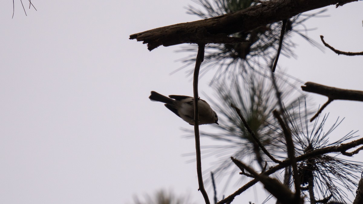 White-breasted Nuthatch (Eastern) - ML613927296