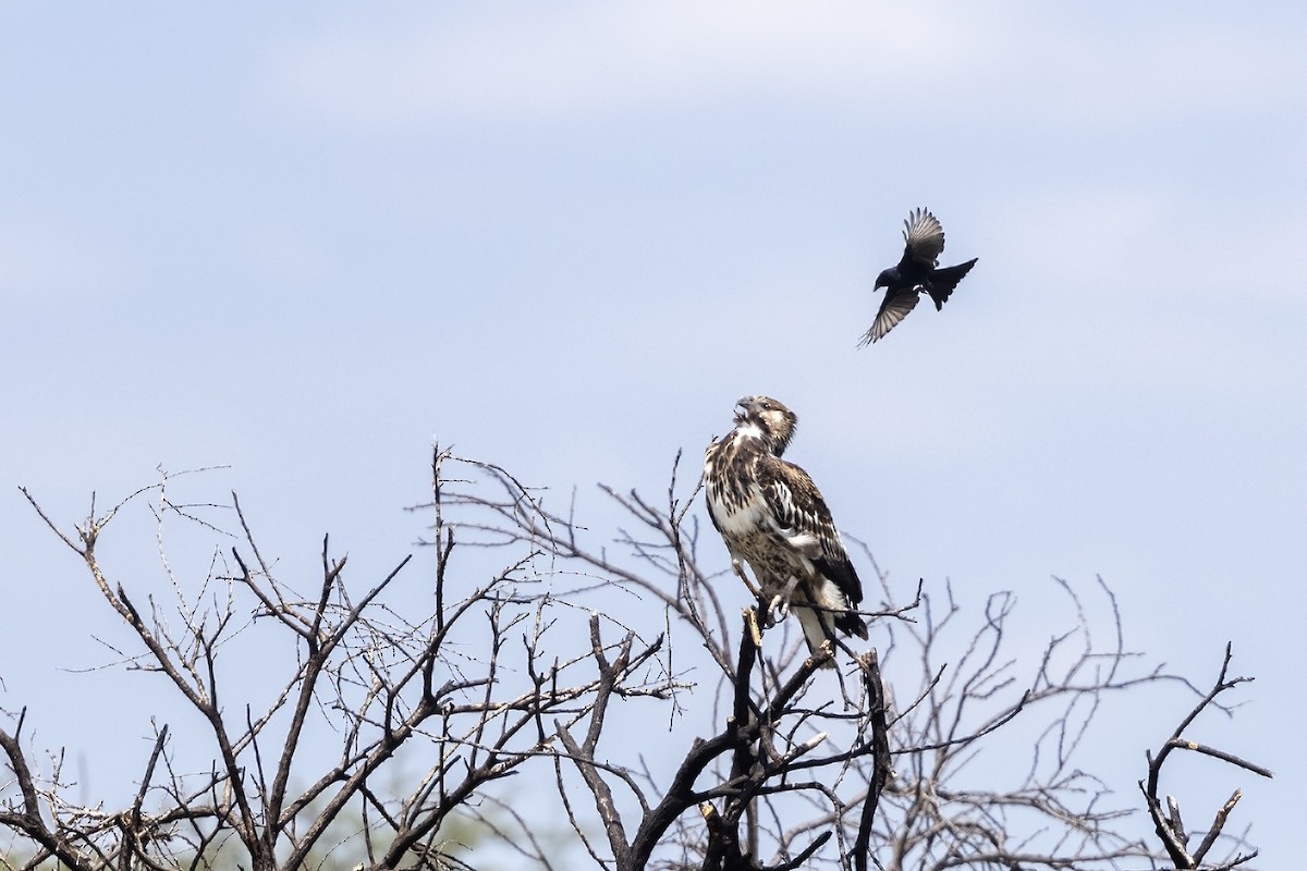 African Fish-Eagle - Niall D Perrins