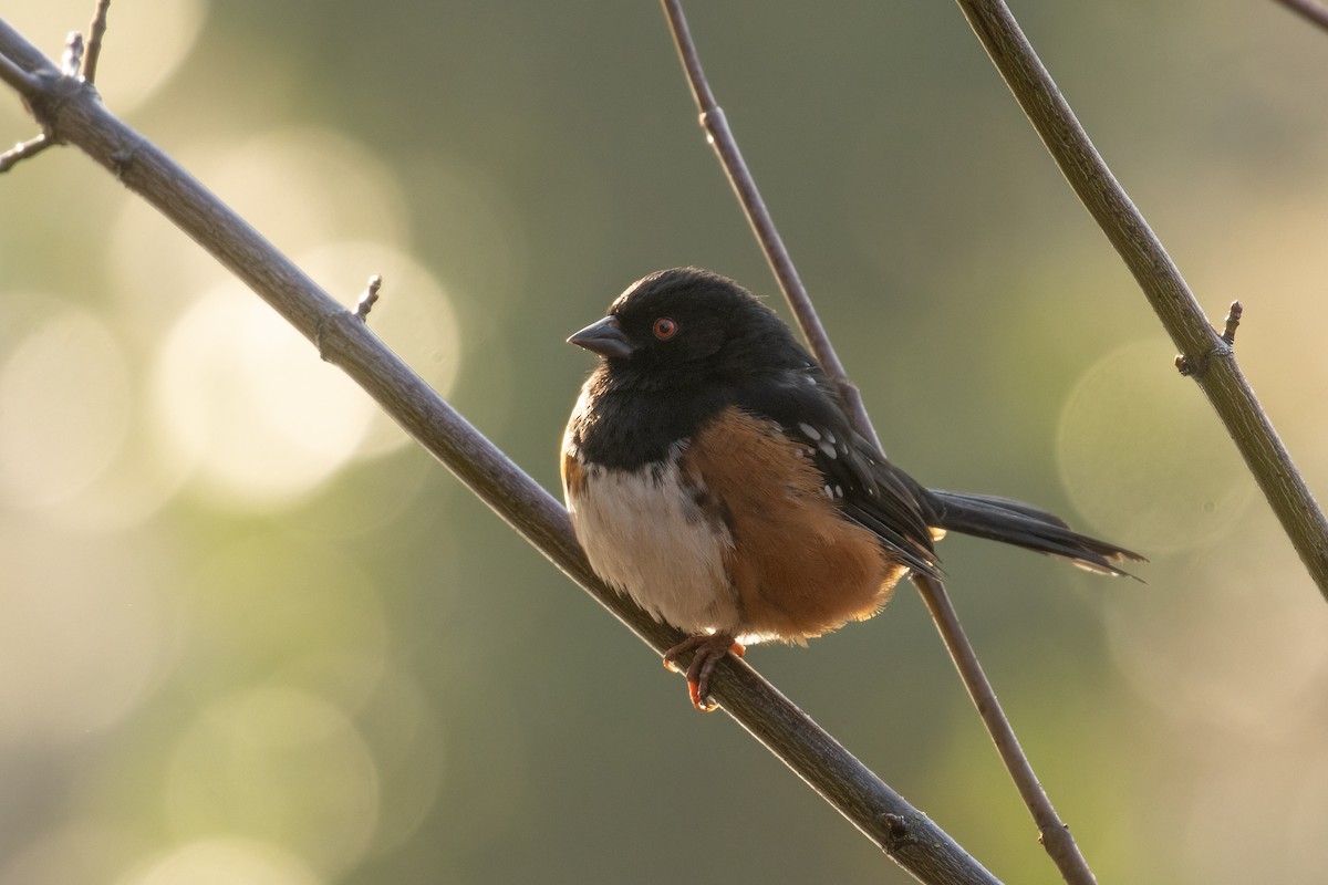 Spotted Towhee (oregonus Group) - ML613927325