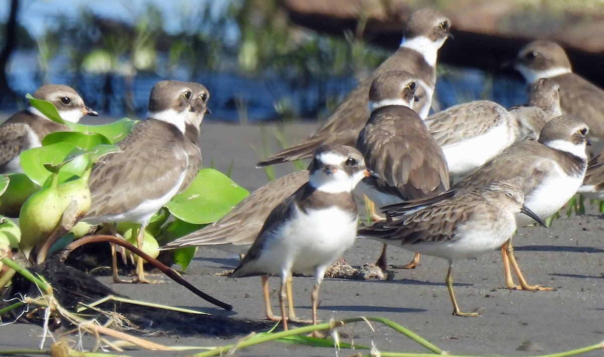 Semipalmated Plover - ML613927328