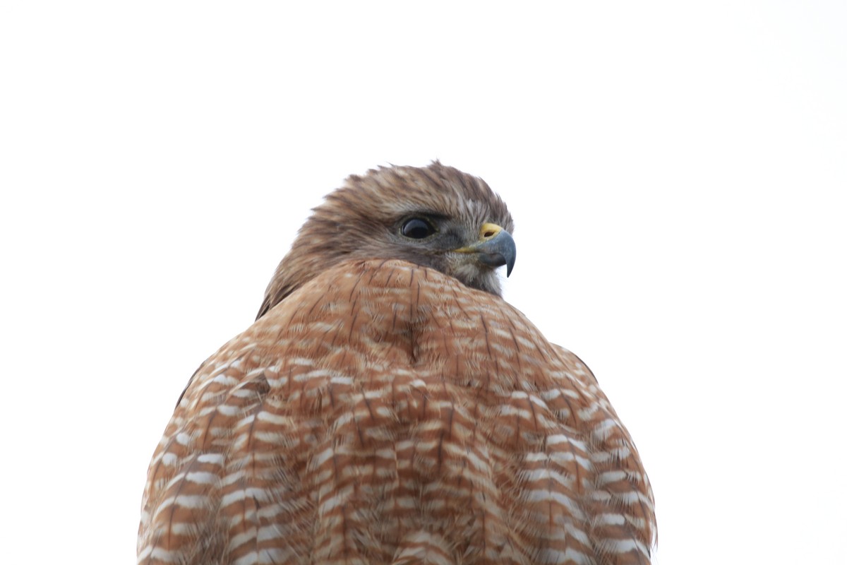 Red-shouldered Hawk - ML613927329