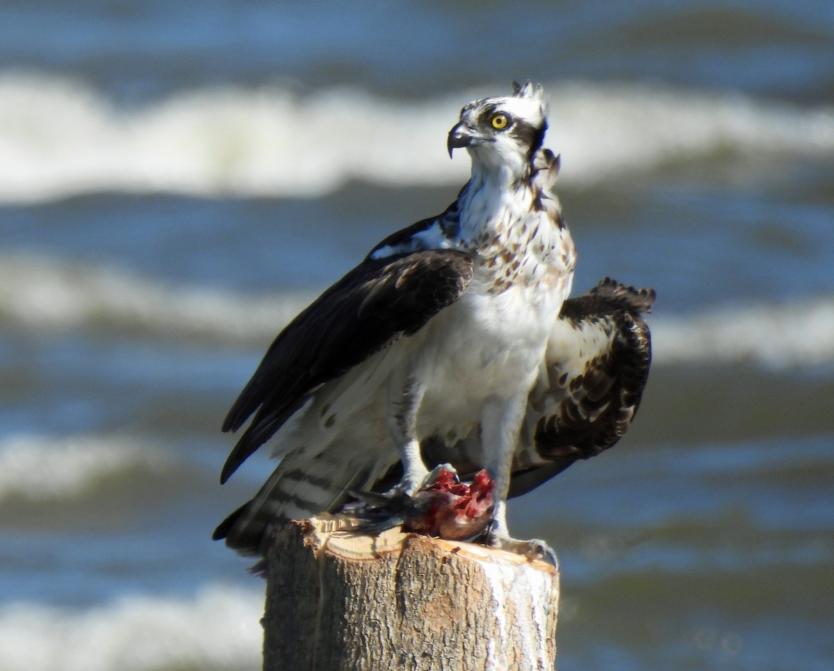 Águila Pescadora - ML613927343