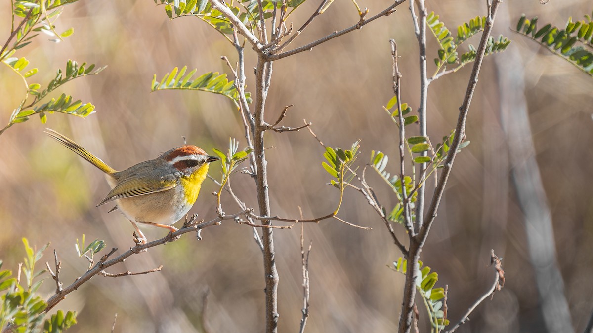Rufous-capped Warbler - ML613927360