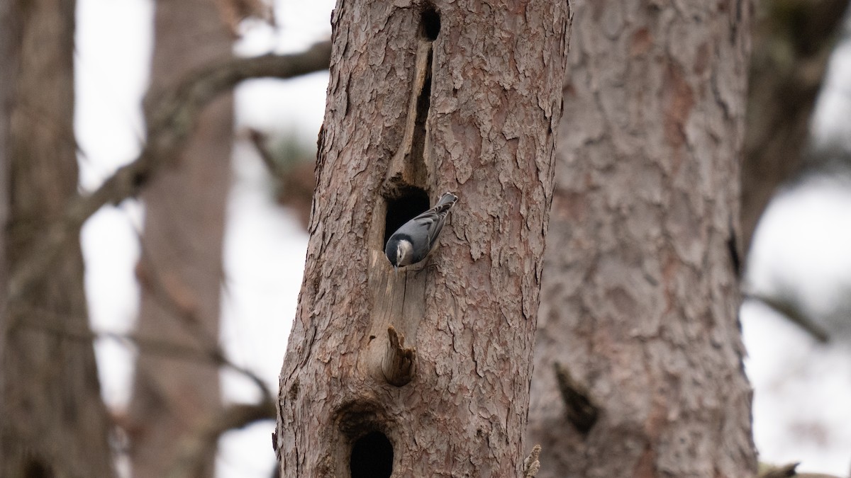 White-breasted Nuthatch (Eastern) - ML613927406