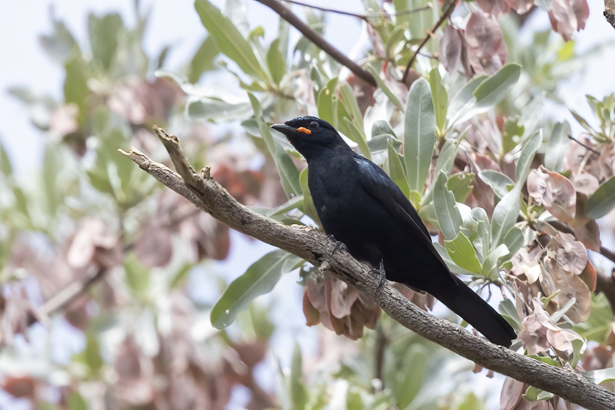 Black Cuckooshrike - ML613927420