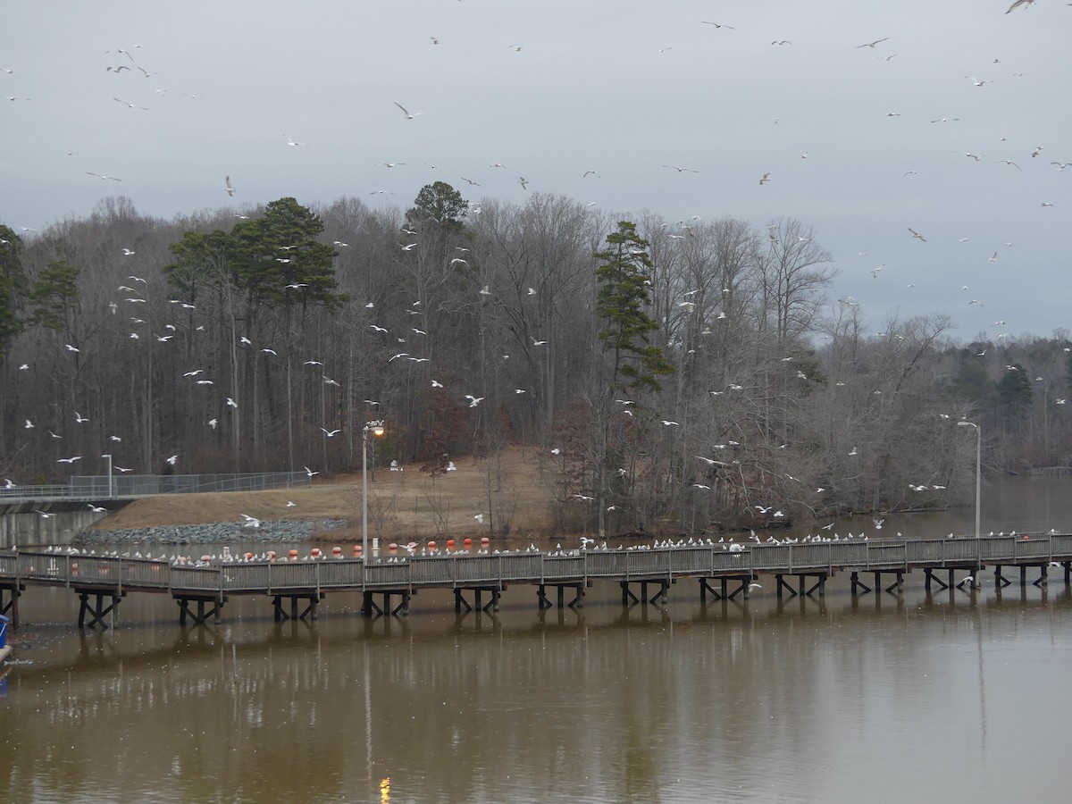 Ring-billed Gull - ML613927455