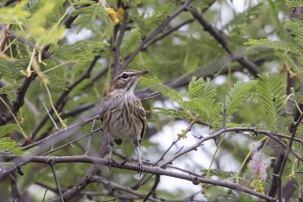 フタスジヤブコマドリ（leucophrys グループ） - ML613927509