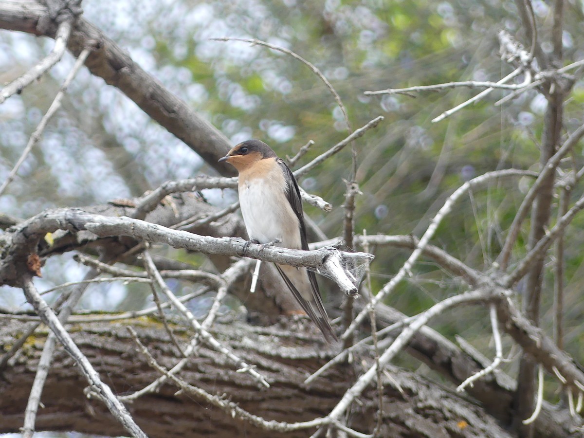 Golondrina Australiana - ML613927594