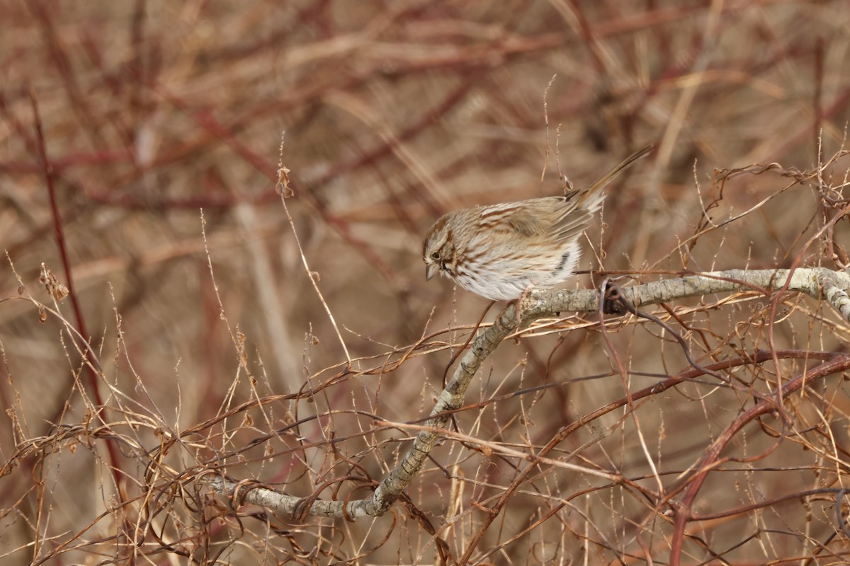 Song Sparrow - ML613927655