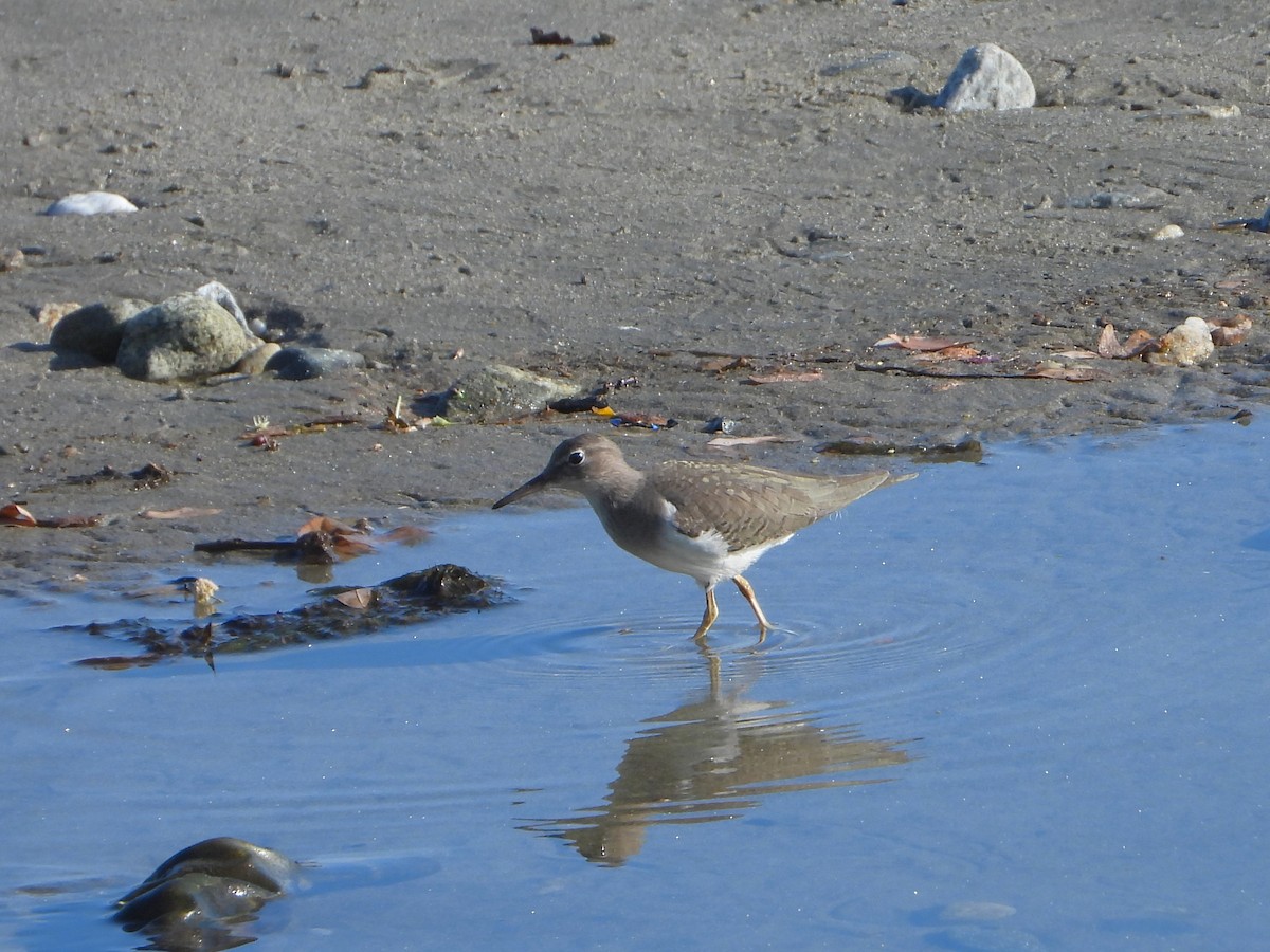 Spotted Sandpiper - Luis "Beto" Matheus