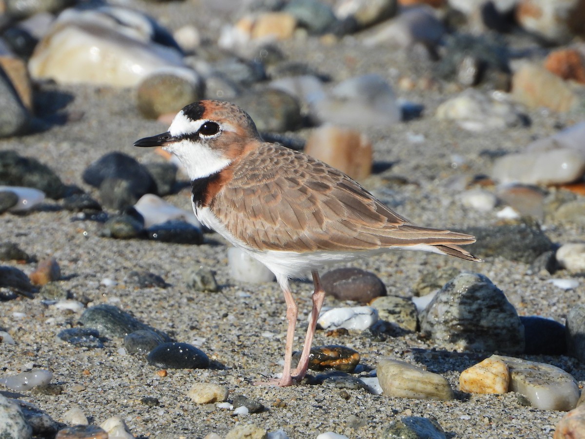 Collared Plover - Luis "Beto" Matheus