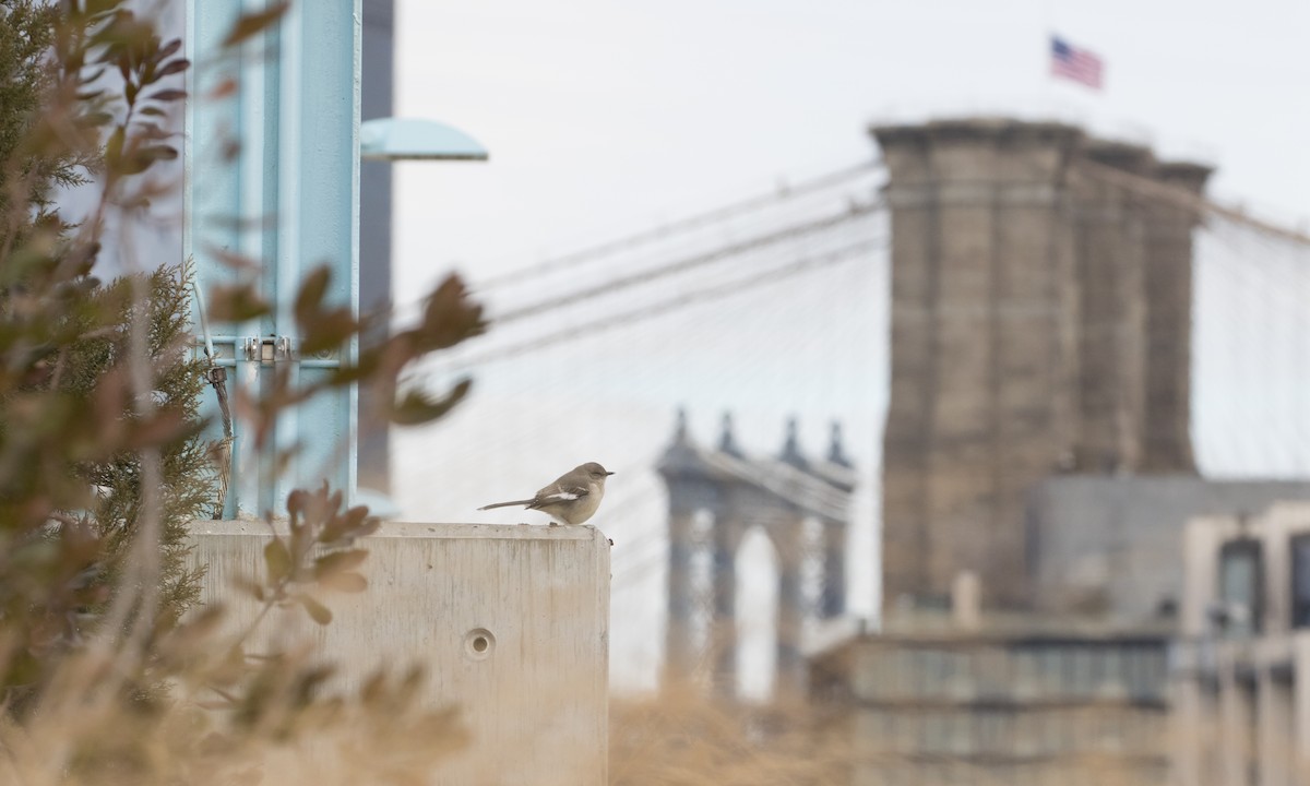 Northern Mockingbird - Heather Wolf