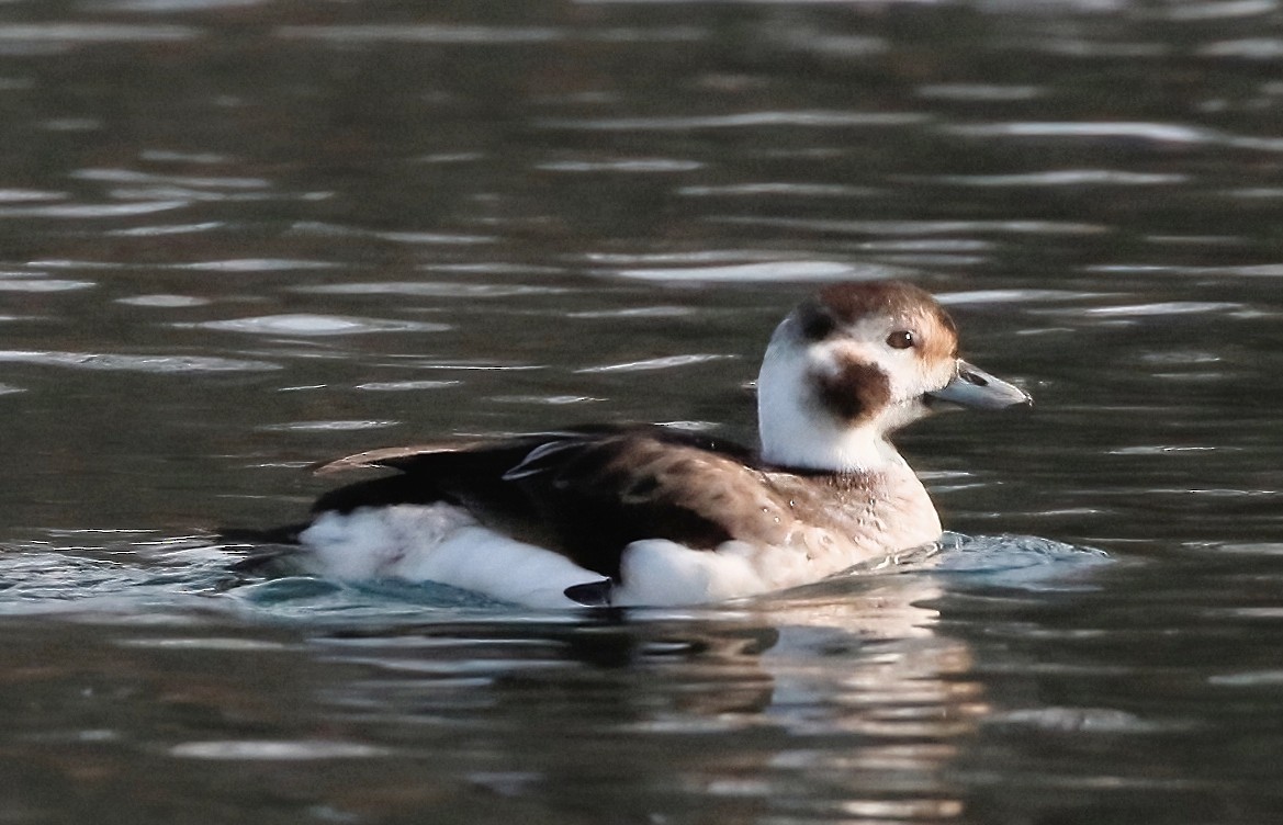 Long-tailed Duck - Mark  Ludwick