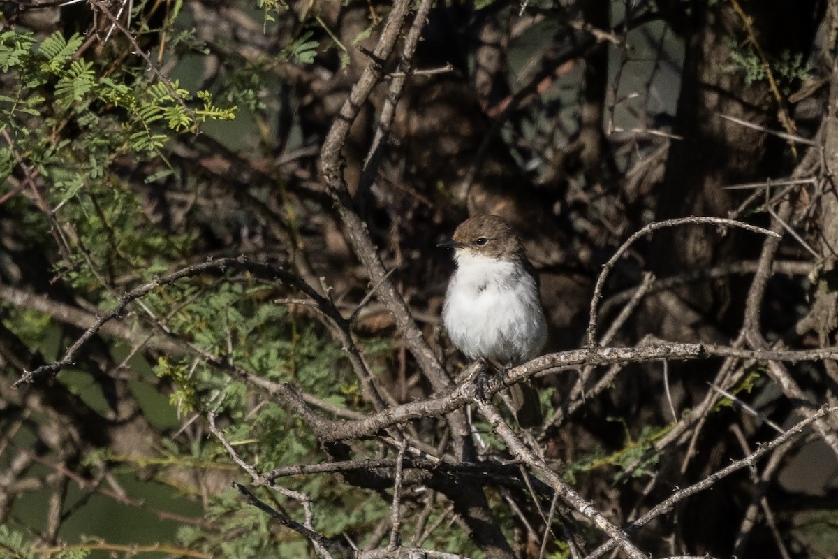 Marico Flycatcher - Niall D Perrins