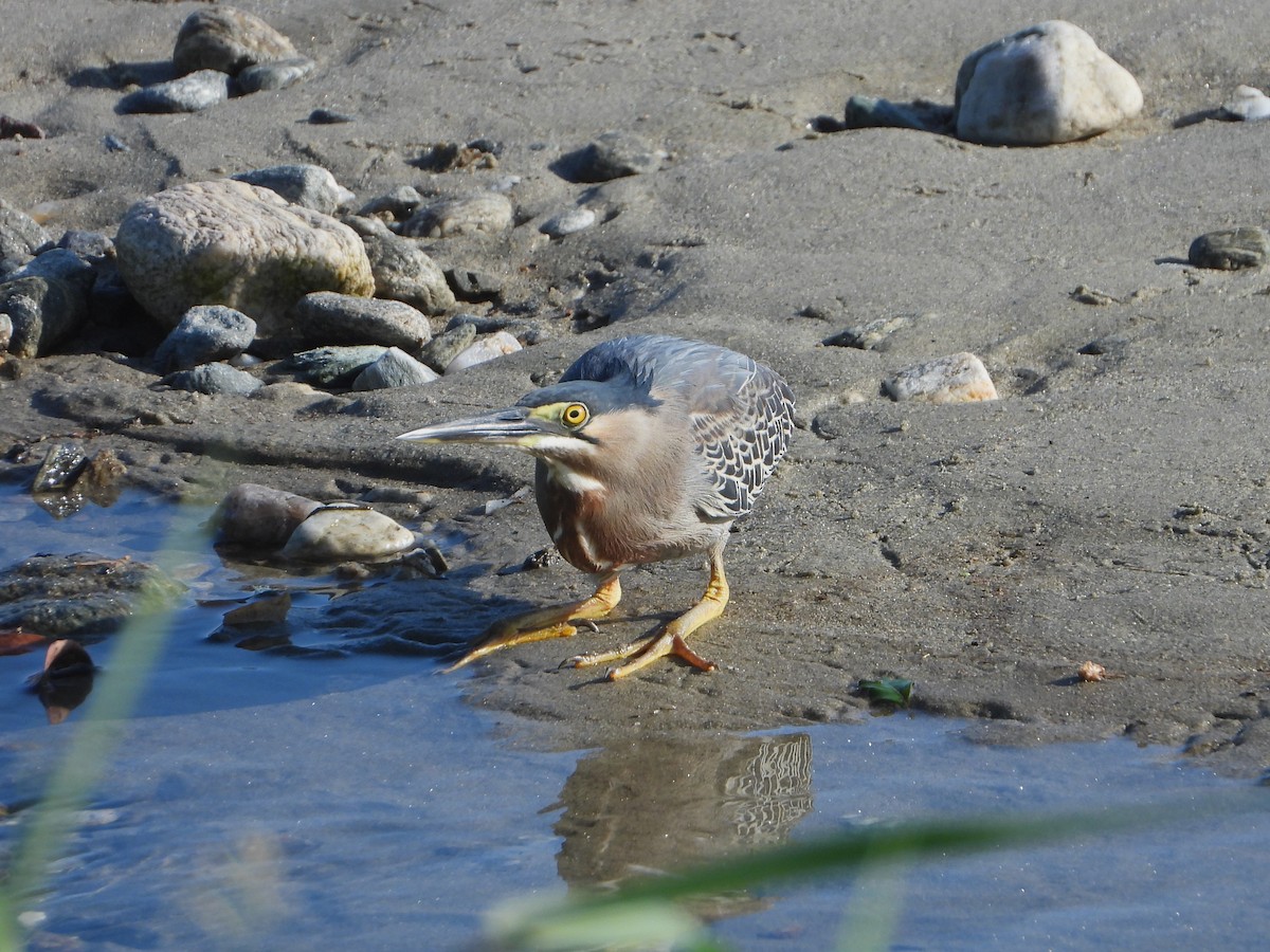 Striated Heron - ML613927852