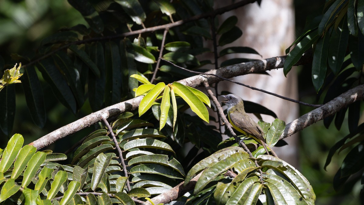 Sulphury Flycatcher - Eric Hynes