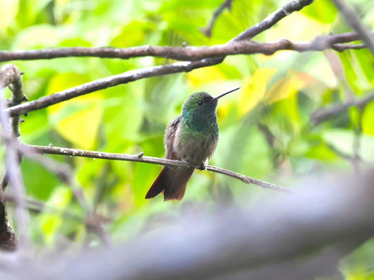 kolibřík mexický - ML613927967