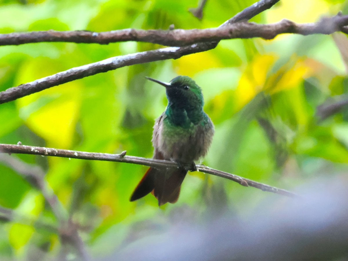 kolibřík mexický - ML613927968