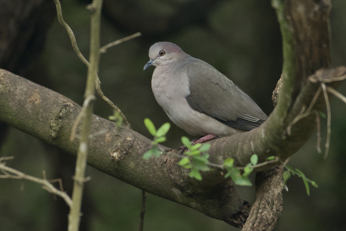 White-tipped Dove - Bridget Spencer