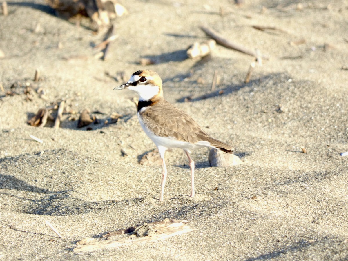 Collared Plover - ML613928091