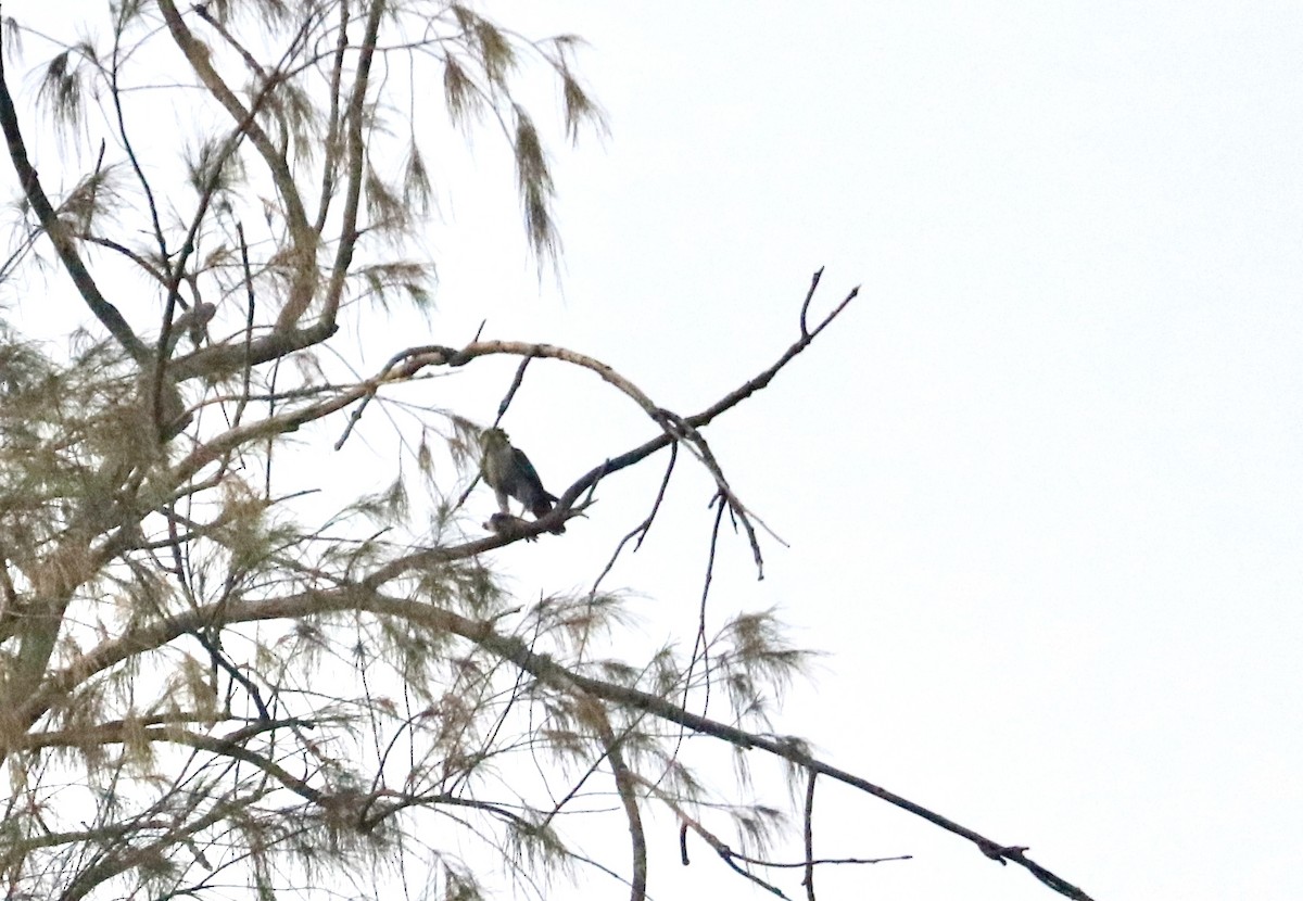 Red-necked Falcon - ML613928137