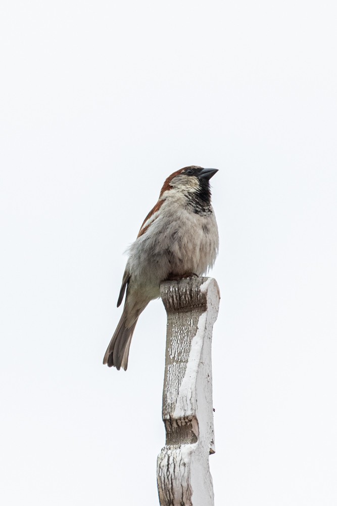 House Sparrow - Denis Corbeil