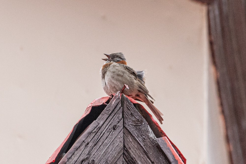 Rufous-collared Sparrow - Denis Corbeil