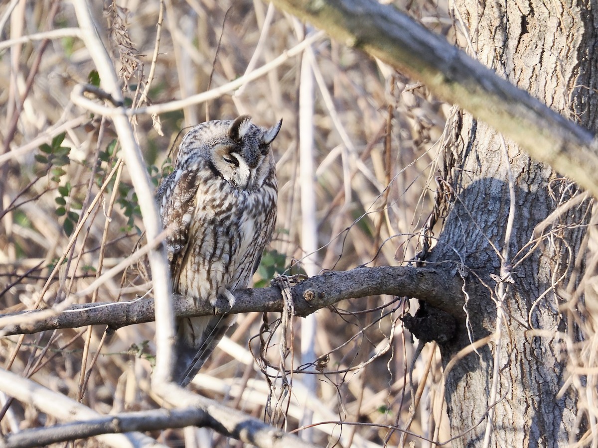 Long-eared Owl - ML613928159