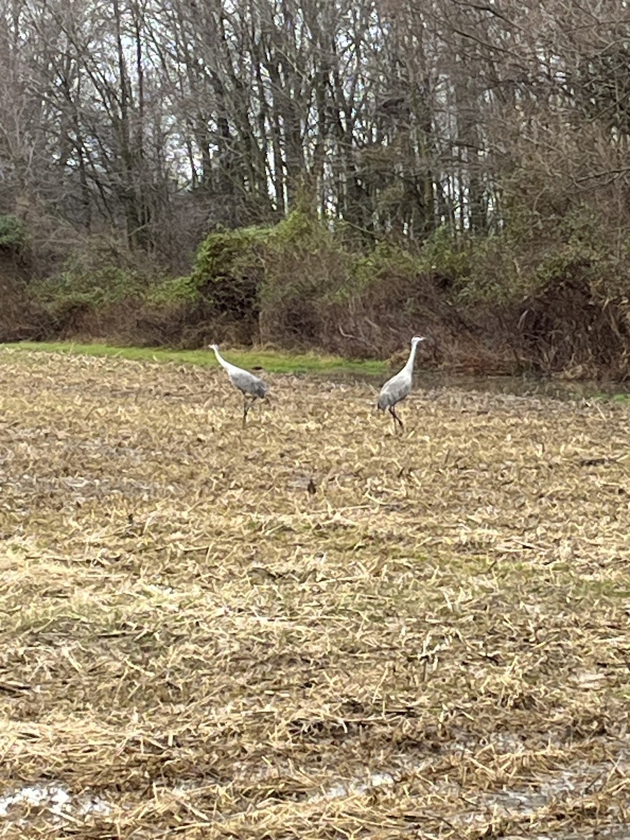 Sandhill Crane - ML613928164