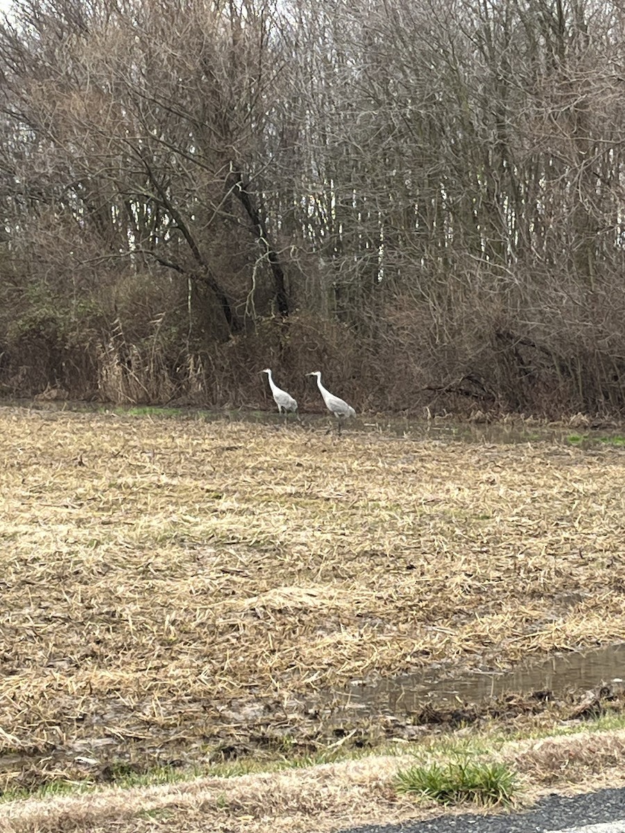 Sandhill Crane - ML613928166