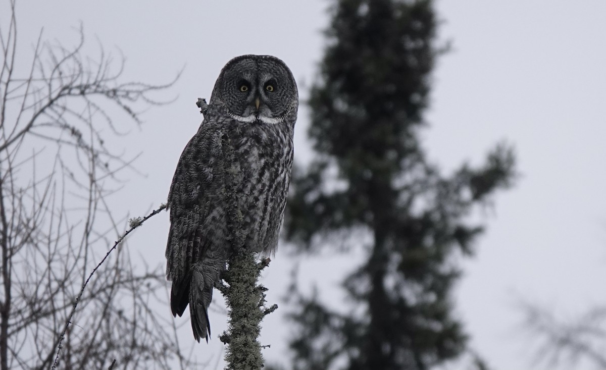 Great Gray Owl - Michael Werndly