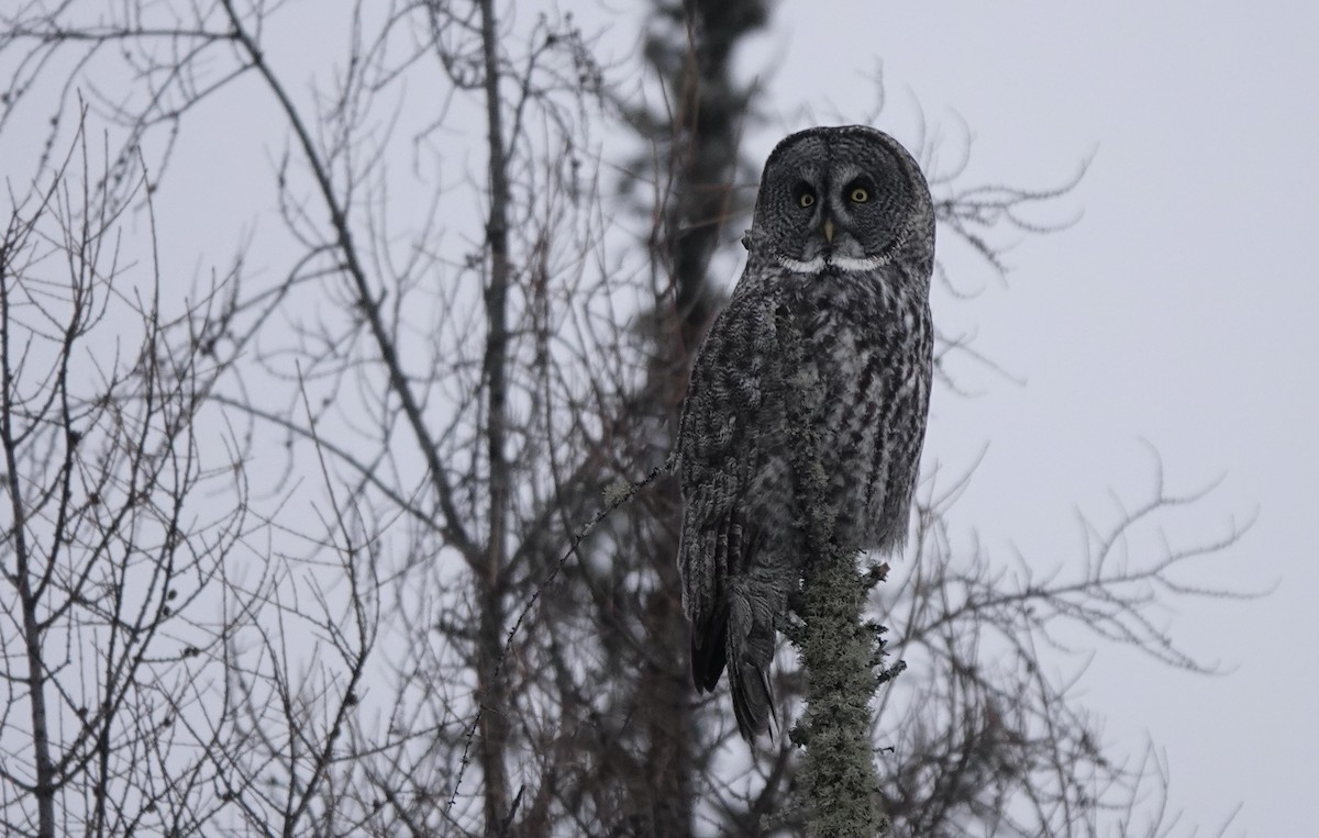 Great Gray Owl - Michael Werndly
